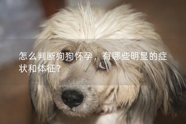 怎么判斷狗狗懷孕，有哪些明顯的癥狀和體征？