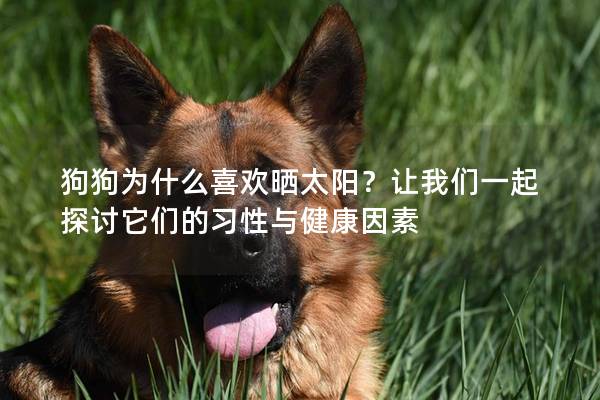 狗狗為什么喜歡曬太陽？讓我們一起探討它們的習性與健康因素