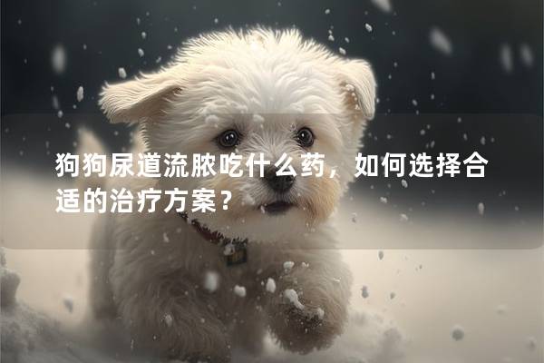 狗狗尿道流膿吃什么藥，如何選擇合適的治療方案？