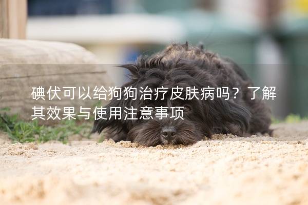 碘伏可以給狗狗治療皮膚病嗎？了解其效果與使用注意事項
