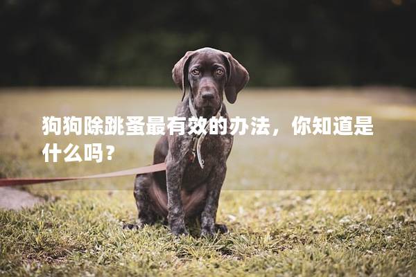 狗狗除跳蚤最有效的辦法，你知道是什么嗎？