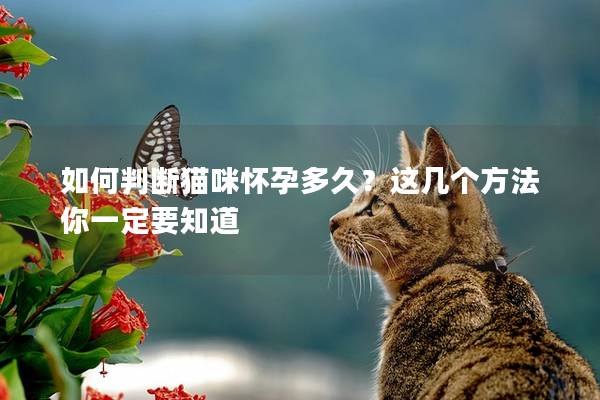 如何判斷貓咪懷孕多久？這幾個方法你一定要知道