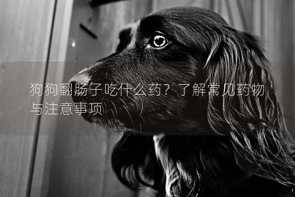 狗狗翻腸子吃什么藥？了解常見藥物與注意事項(xiàng)