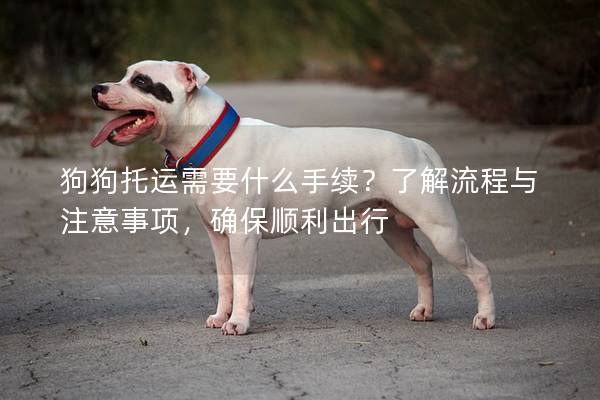 狗狗托運需要什么手續(xù)？了解流程與注意事項，確保順利出行