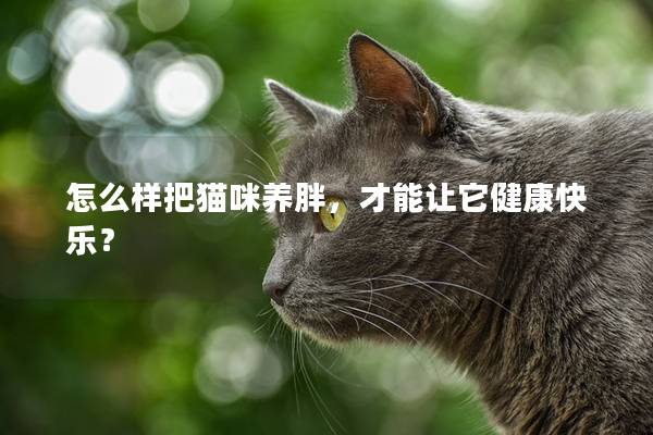怎么樣把貓咪養胖，才能讓它健康快樂？
