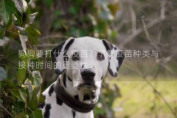 狗狗要打什么疫苗？了解疫苗種類與接種時間的重要性