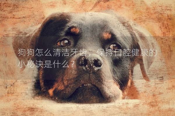 狗狗怎么清潔牙齒,保持口腔健康的小秘訣是什么? 狗狗怎么清潔牙齒,保持口腔健康的小秘訣是什么?
