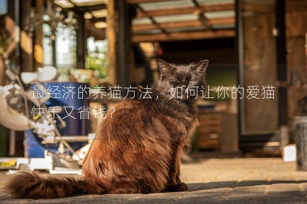 最經濟的養貓方法，如何讓你的愛貓快樂又省錢？