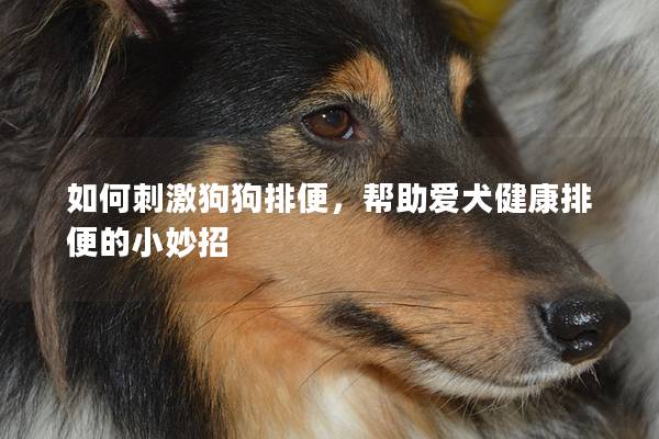 如何刺激狗狗排便，幫助愛犬健康排便的小妙招