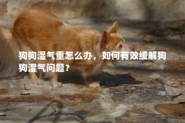 狗狗濕氣重怎么辦，如何有效緩解狗狗濕氣問題？