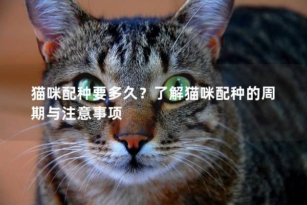 貓咪配種要多久？了解貓咪配種的周期與注意事項(xiàng)