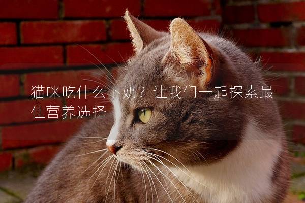 貓咪吃什么下奶？讓我們一起探索最佳營養選擇