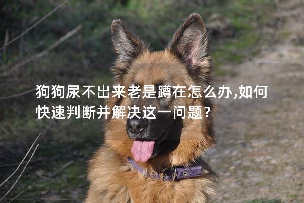 狗狗尿不出來(lái)老是蹲在怎么辦,如何快速判斷并解決這一問(wèn)題？