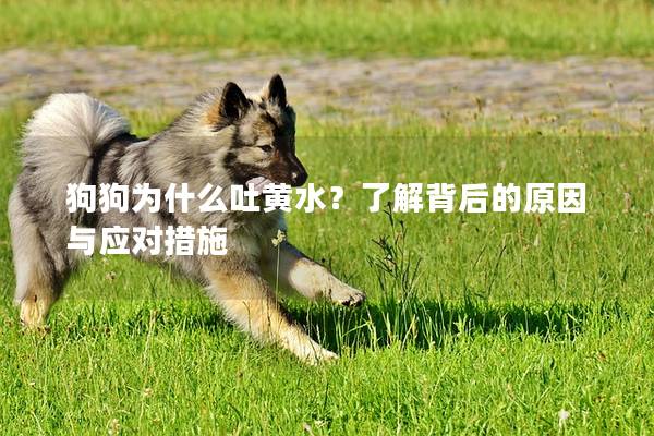 狗狗為什么吐黃水？了解背后的原因與應對措施