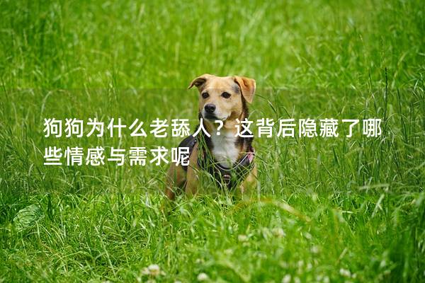 狗狗為什么老舔人？這背后隱藏了哪些情感與需求呢