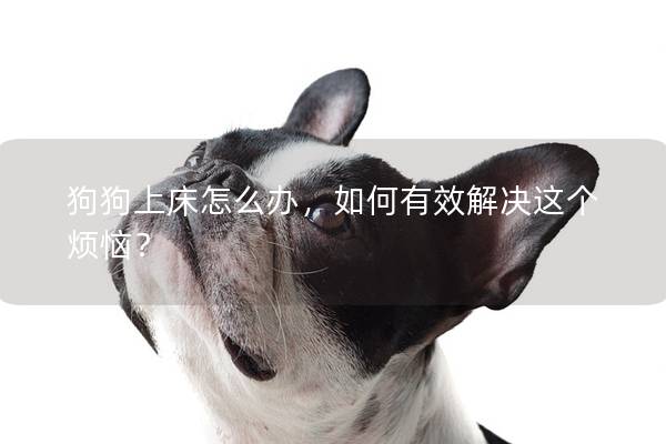 狗狗上床怎么辦，如何有效解決這個煩惱？