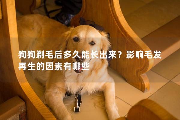 狗狗剃毛后多久能長出來？影響毛發再生的因素有哪些