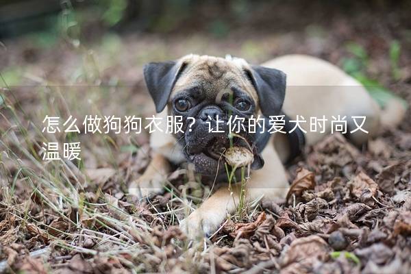 怎么做狗狗衣服？讓你的愛犬時尚又溫暖