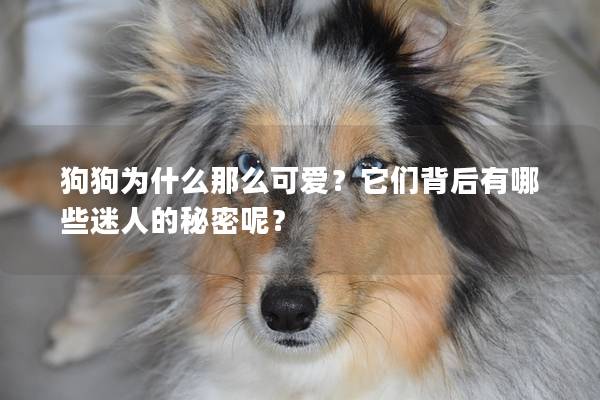 狗狗為什么那么可愛？它們背后有哪些迷人的秘密呢？