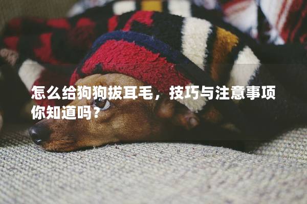 怎么給狗狗拔耳毛，技巧與注意事項你知道嗎？
