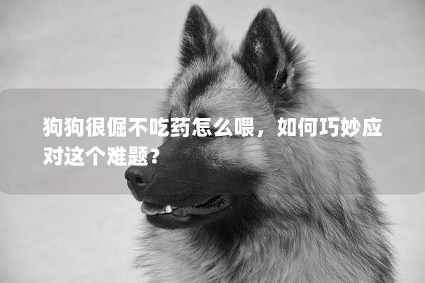 狗狗很倔不吃藥怎么喂，如何巧妙應對這個難題？