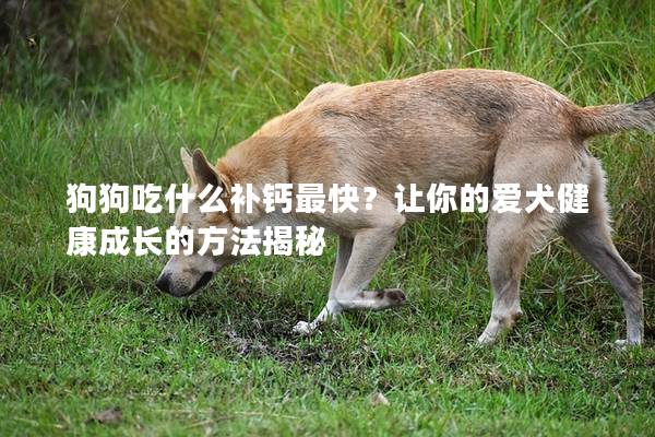 狗狗吃什么補鈣最快？讓你的愛犬健康成長的方法揭秘