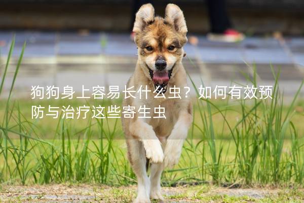 狗狗身上容易長什么蟲？如何有效預防與治療這些寄生蟲