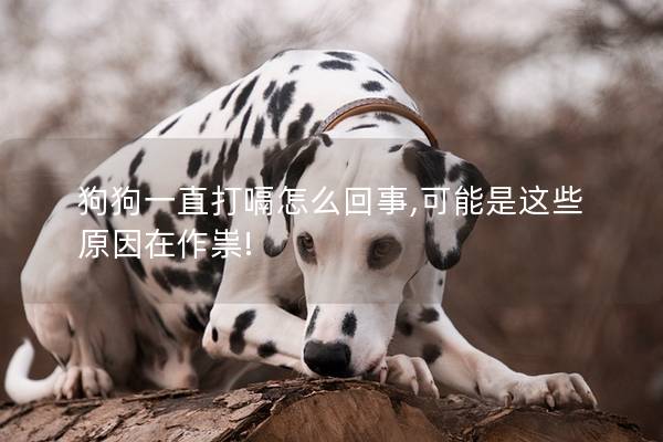 狗狗一直打嗝怎么回事,可能是這些原因在作祟!