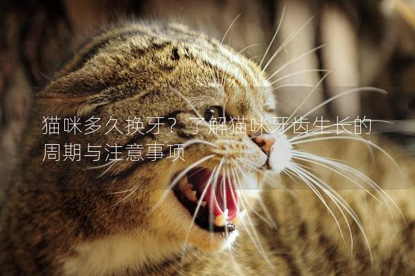 貓咪多久換牙?了解貓咪牙齒生長的周期與注意事項 貓咪多久換牙?了解貓咪牙齒生長的周期與注意事項