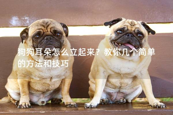 狗狗耳朵怎么立起來？教你幾個簡單的方法和技巧