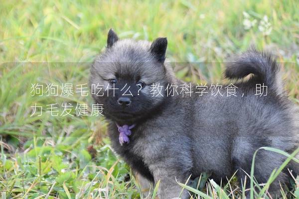 狗狗爆毛吃什么？教你科學飲食，助力毛發健康