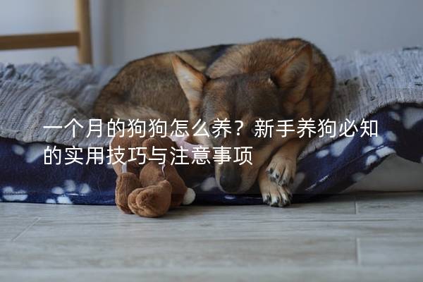 一個月的狗狗怎么養？新手養狗必知的實用技巧與注意事項