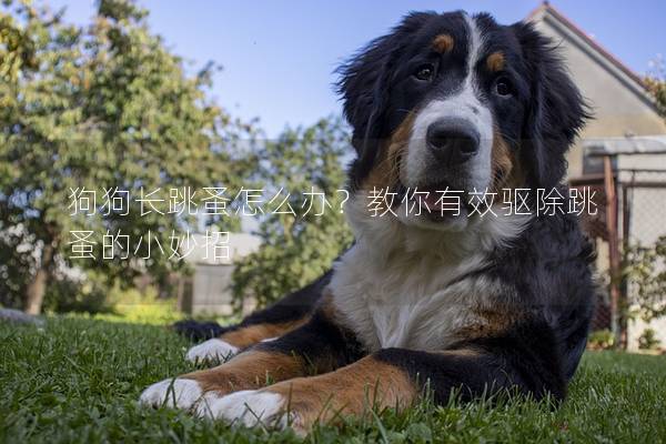 狗狗長(zhǎng)跳蚤怎么辦？教你有效驅(qū)除跳蚤的小妙招