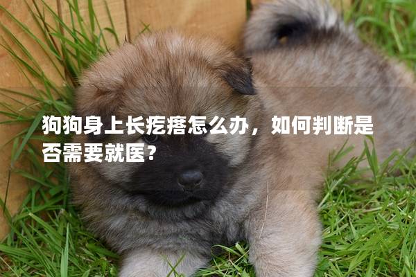 狗狗身上長疙瘩怎么辦，如何判斷是否需要就醫？