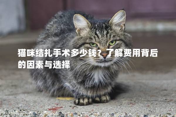 貓咪結扎手術多少錢？了解費用背后的因素與選擇