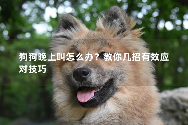 狗狗晚上叫怎么辦？教你幾招有效應對技巧