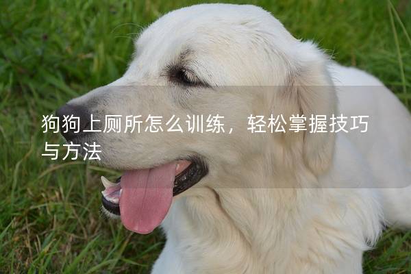 狗狗上廁所怎么訓(xùn)練，輕松掌握技巧與方法