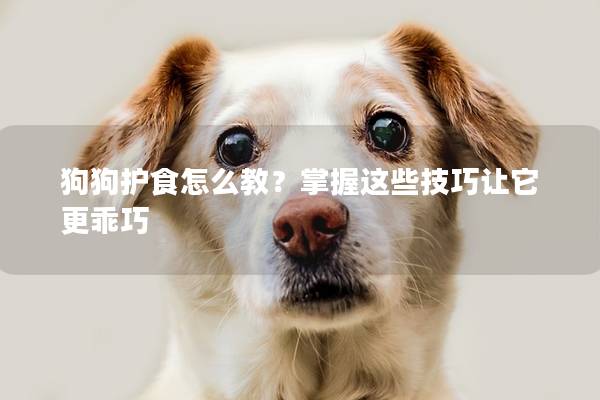 狗狗護(hù)食怎么教？掌握這些技巧讓它更乖巧