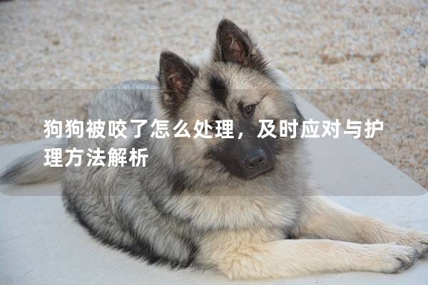 狗狗被咬了怎么處理，及時應對與護理方法解析