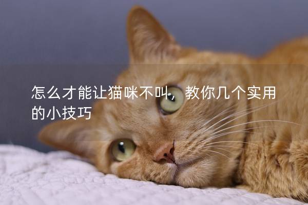 怎么才能讓貓咪不叫,教你幾個實用的小技巧 怎么才能讓貓咪不叫,教你幾個實用的小技巧