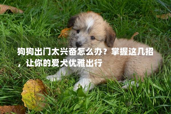 狗狗出門太興奮怎么辦？掌握這幾招，讓你的愛犬優雅出行