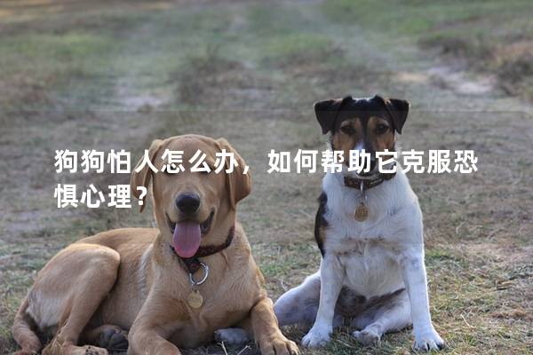 狗狗怕人怎么辦，如何幫助它克服恐懼心理？