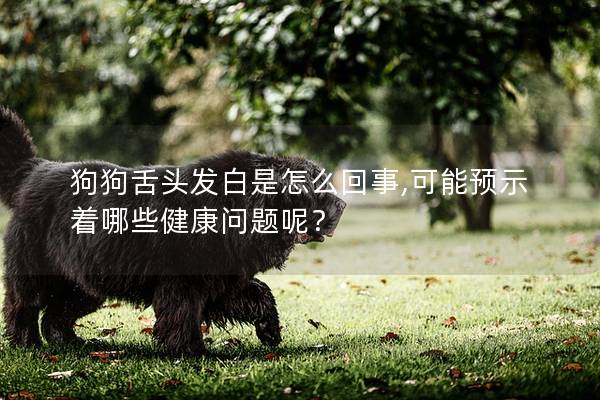 狗狗舌頭發白是怎么回事,可能預示著哪些健康問題呢？