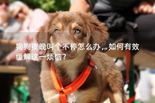 狗狗夜晚叫個不停怎么辦，如何有效緩解這一煩惱？