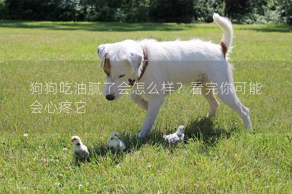 狗狗吃油膩了會怎么樣？看完你可能會心疼它