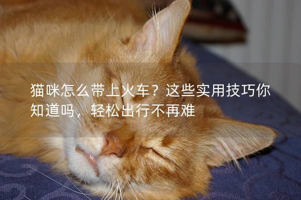 貓咪怎么帶上火車？這些實用技巧你知道嗎，輕松出行不再難