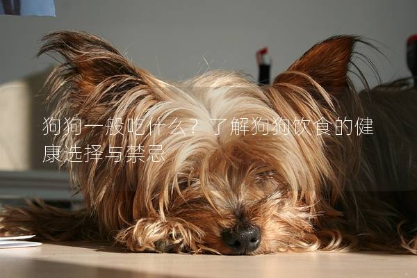 狗狗一般吃什么？了解狗狗飲食的健康選擇與禁忌