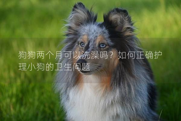 狗狗兩個月可以洗澡嗎？如何正確護理小狗的衛生問題
