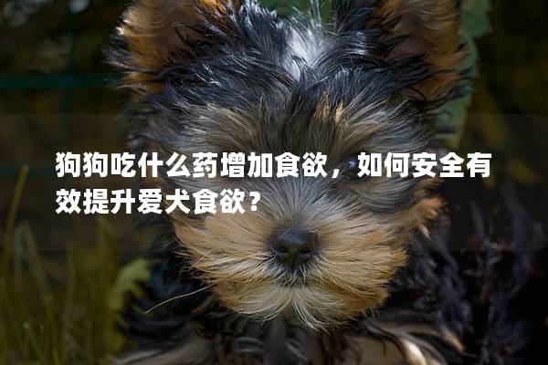 狗狗吃什么藥增加食欲，如何安全有效提升愛犬食欲？