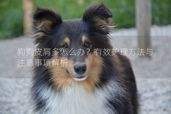 狗狗皮屑多怎么辦？有效護理方法與注意事項解析